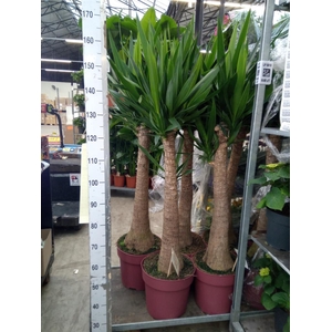 Yucca elephantipes   ...