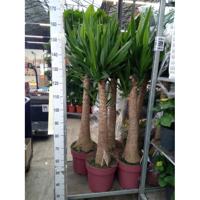 <h4>Yucca elephantipes   ...</h4>