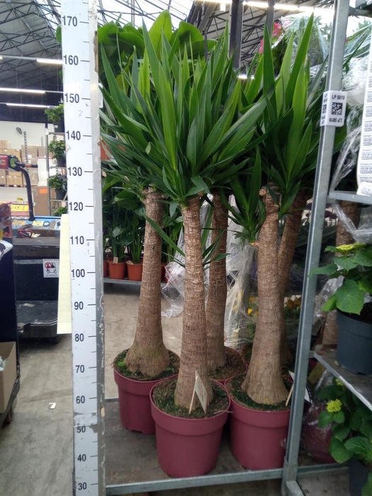 Yucca elephantipes   ...