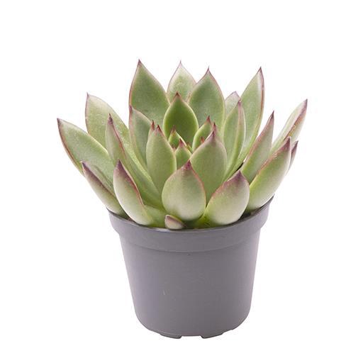 <h4>ECHEVERIA AGAVOIDES</h4>