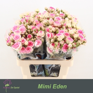 R tr Mimi Eden