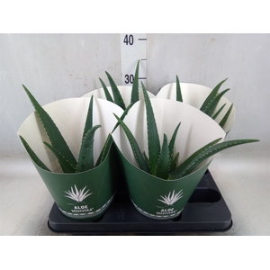Aloe  'Equator'