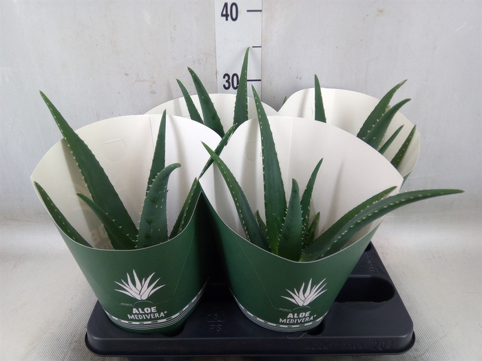 <h4>Aloe  'Equator'</h4>