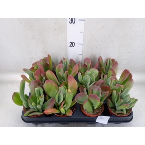 Kalanchoe NF   ...