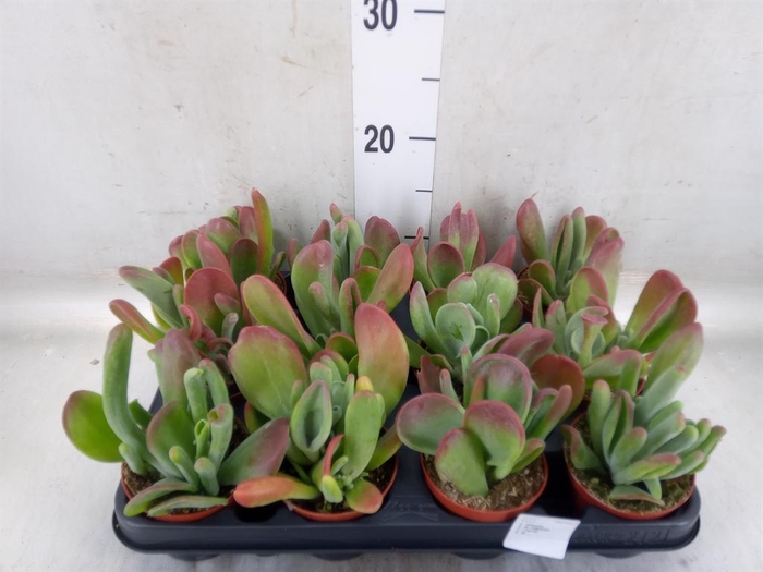 <h4>Kalanchoe NF   ...</h4>