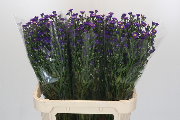 <h4>Aster Casamare</h4>