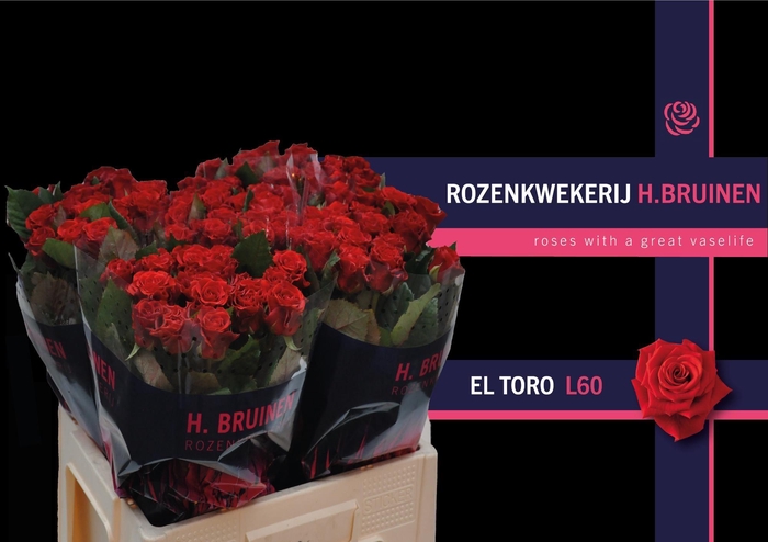 <h4>R GR EL TORO@</h4>