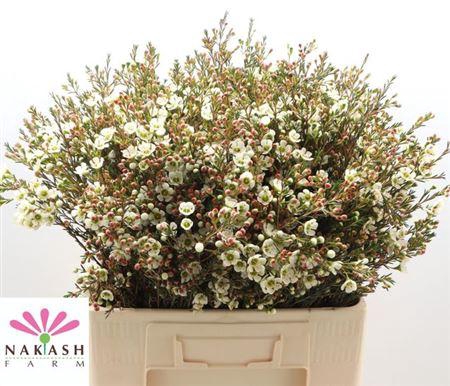 <h4>Chame Me Sirius</h4>