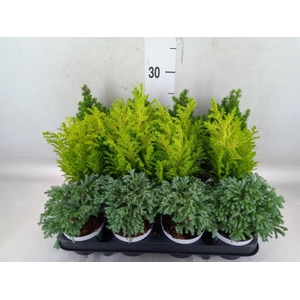 Chamaecyparis  'Woody World'  ..mix