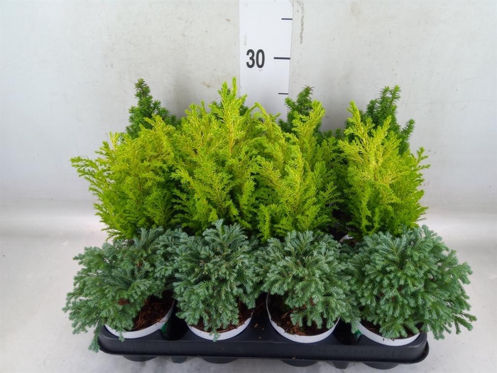 <h4>Chamaecyparis  'Woody World'  ..mix</h4>