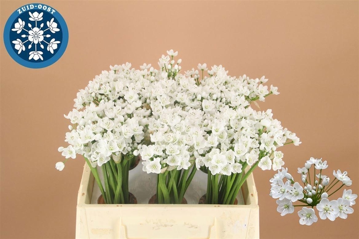 <h4>ALLIUM FLOCON</h4>