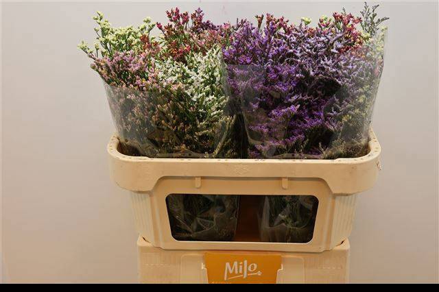 <h4>LIM SIN DIAMOND GEM</h4>