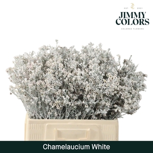 Waxflower L60 White