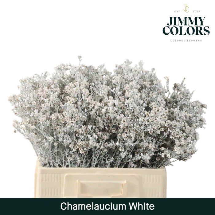 <h4>Waxflower L60 White</h4>