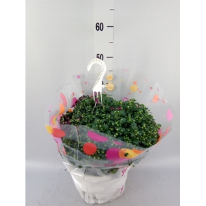 Chrysanthemum  'Skyfall'  ..mix