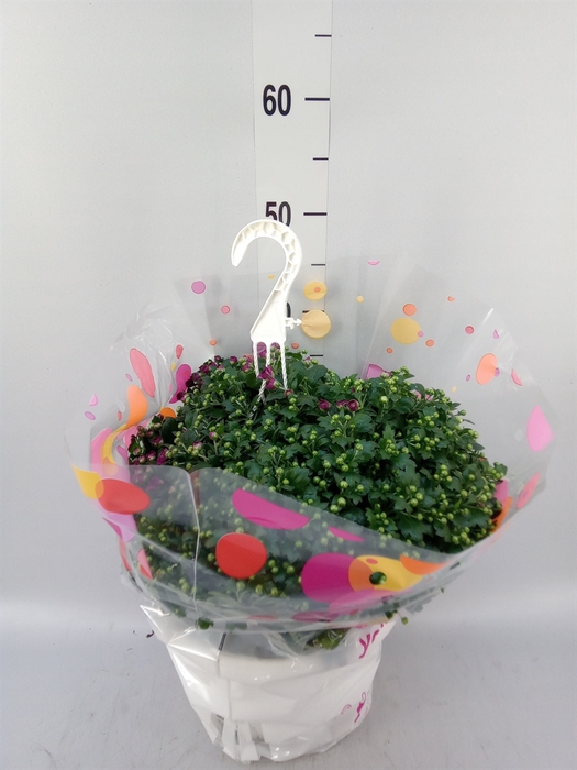 <h4>Chrysanthemum  'Skyfall'  ..mix</h4>