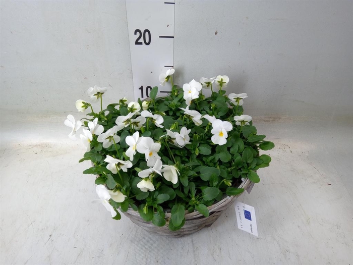 <h4>Viola corn.   ...</h4>