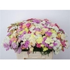 Achillea M Mix In Bunch 60cm
