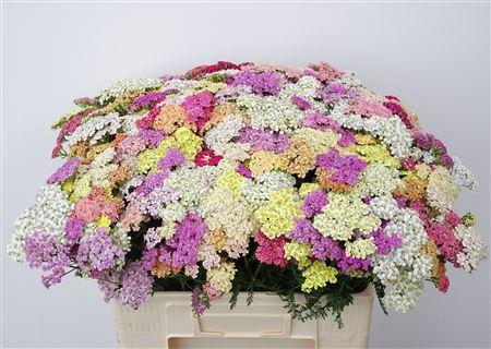 Achillea M Mix In Bunch 60cm