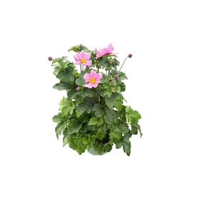 Anemone x hybrida Serenade