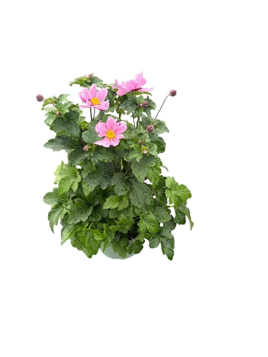 <h4>Anemone x hybrida Serenade</h4>