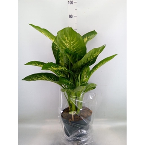 Dieffenbachia seg. 'Reeva'