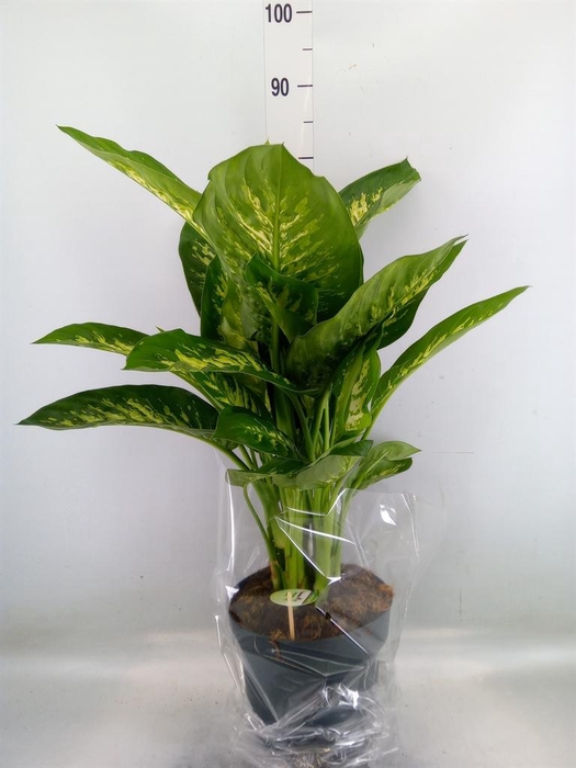 <h4>Dieffenbachia seg. 'Reeva'</h4>