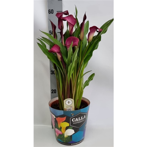 <h4>Zantedeschia 19cm potcover Blauw - Paars</h4>