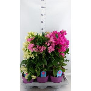 Bougainvillea   ...