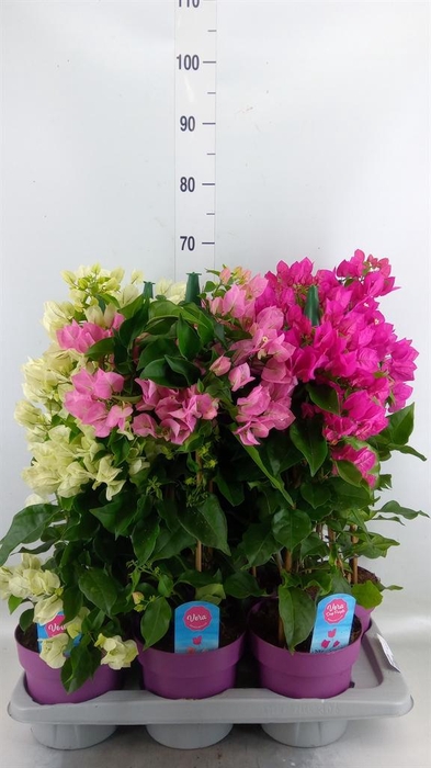 <h4>Bougainvillea   ...</h4>
