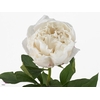 Paeonia Vogue