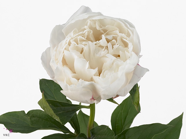 Paeonia Vogue