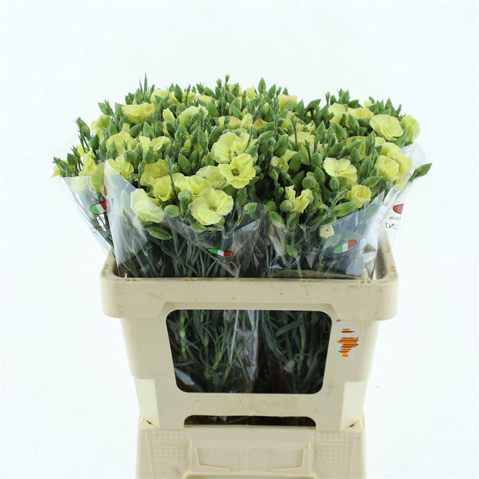 <h4>Di Tr Simply Verde Yellow Extra</h4>