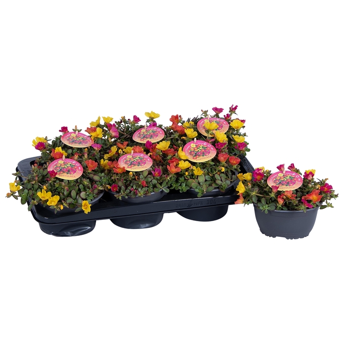 <h4>Nolina Portulaca Ø 17 cm Nano Carnaval</h4>