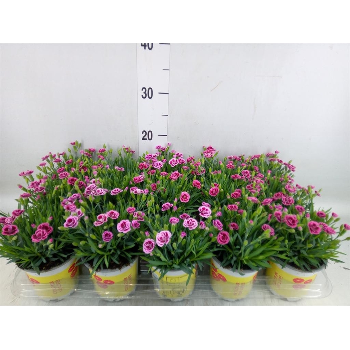 <h4>Dianthus allw. 'Lucky Lips Lara'</h4>