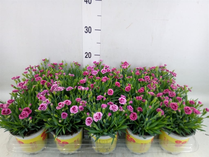 <h4>Dianthus allw. 'Lucky Lips Lara'</h4>