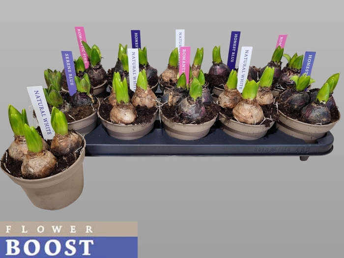 <h4>HYACIN PEAR GEM 4 KL</h4>