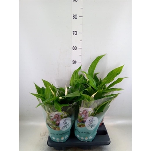 Spathiphyllum  'Pearl Cupido'