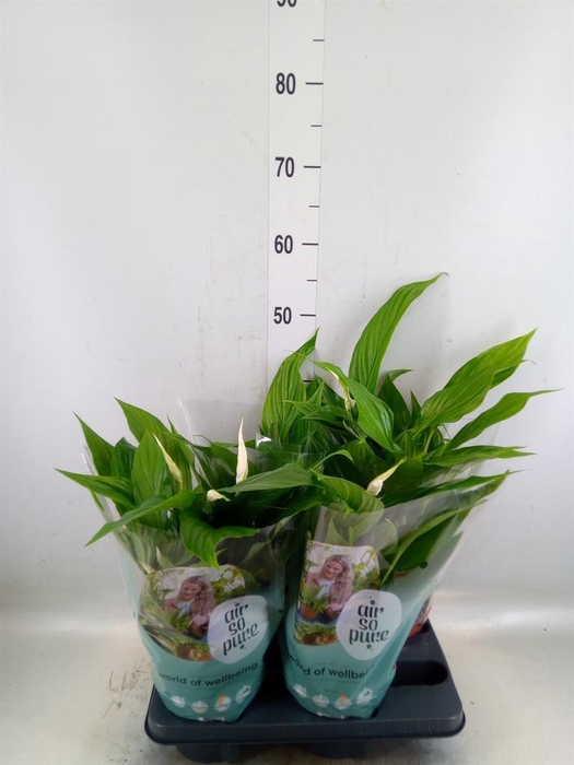 <h4>Spathiphyllum  'Pearl Cupido'</h4>
