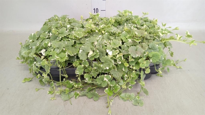 <h4>Glechoma hederacea</h4>