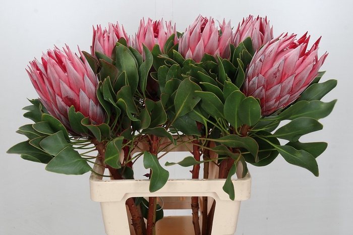 <h4>Protea Cynaroides Stellar</h4>