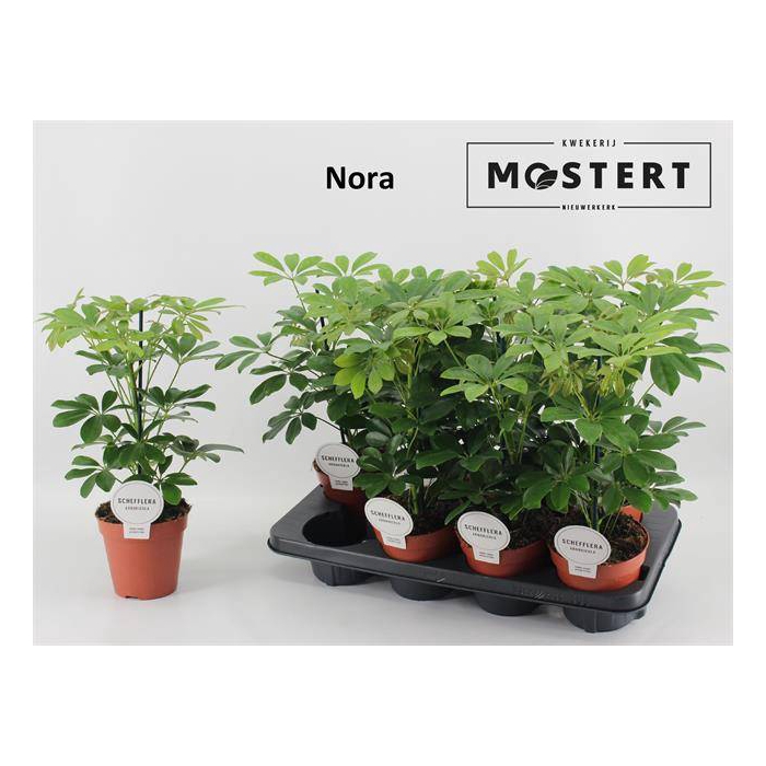 <h4>Schefflera arboricola Nora 13Ø 45cm 1pp</h4>