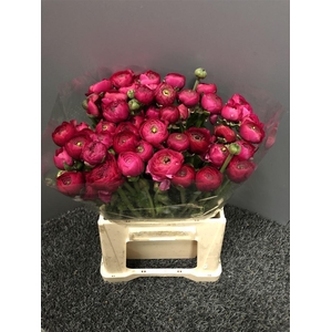 Ran Eleg Sup Hot Pink