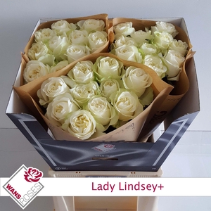 R GR LADY LINDSEY+