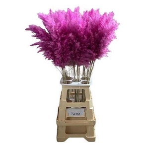 Cortederia Purple 95 Cm