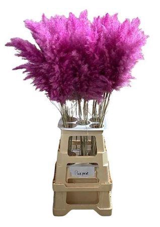 <h4>Cortederia Purple 95 Cm</h4>