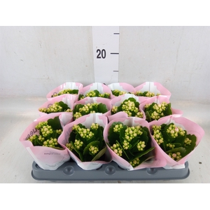 Kalanchoe  'MoreFlow Lillian'