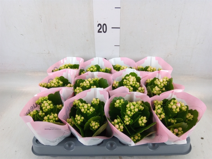 <h4>Kalanchoe  'MoreFlow Lillian'</h4>