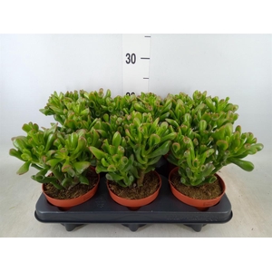 Crassula ovata 'Trompet'
