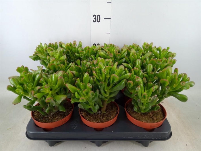 <h4>Crassula ovata 'Trompet'</h4>